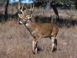 White-tailed_deer-250x190