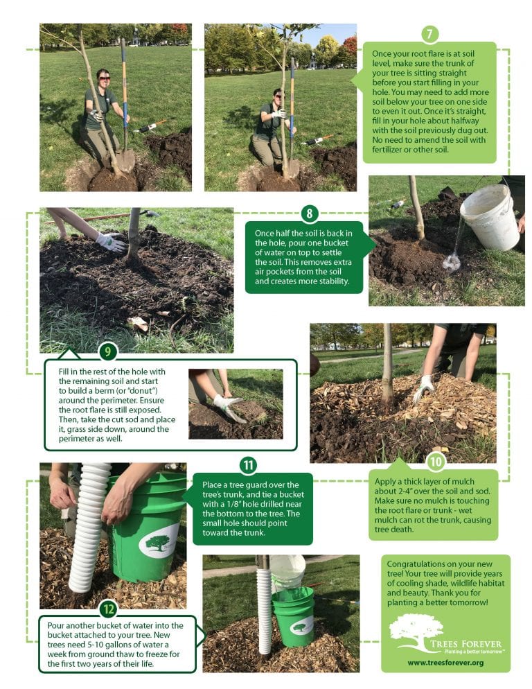 How to Plant a Tree (Tips from Trees Forever) Indian Creek Nature Center