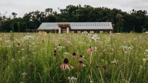 Prairie flowers at Amazing Space