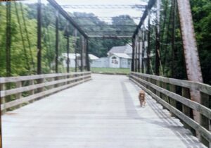 Sayde's dog on the Bertram Road Bridge