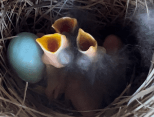 Bluebird chicks in nest