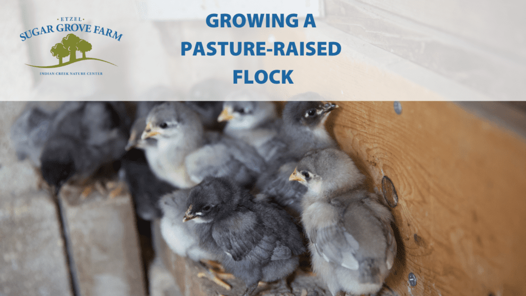 Growing a Pasture-Raised Flock