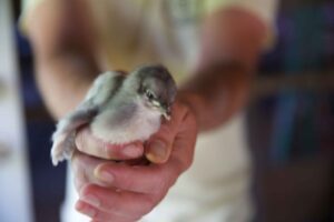 sapphire gem chick at Etzel Sugar Grove Farm