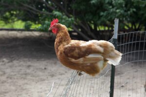 Hen on the fence around the chicken house.