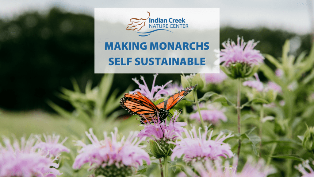 Monarchs are struggling