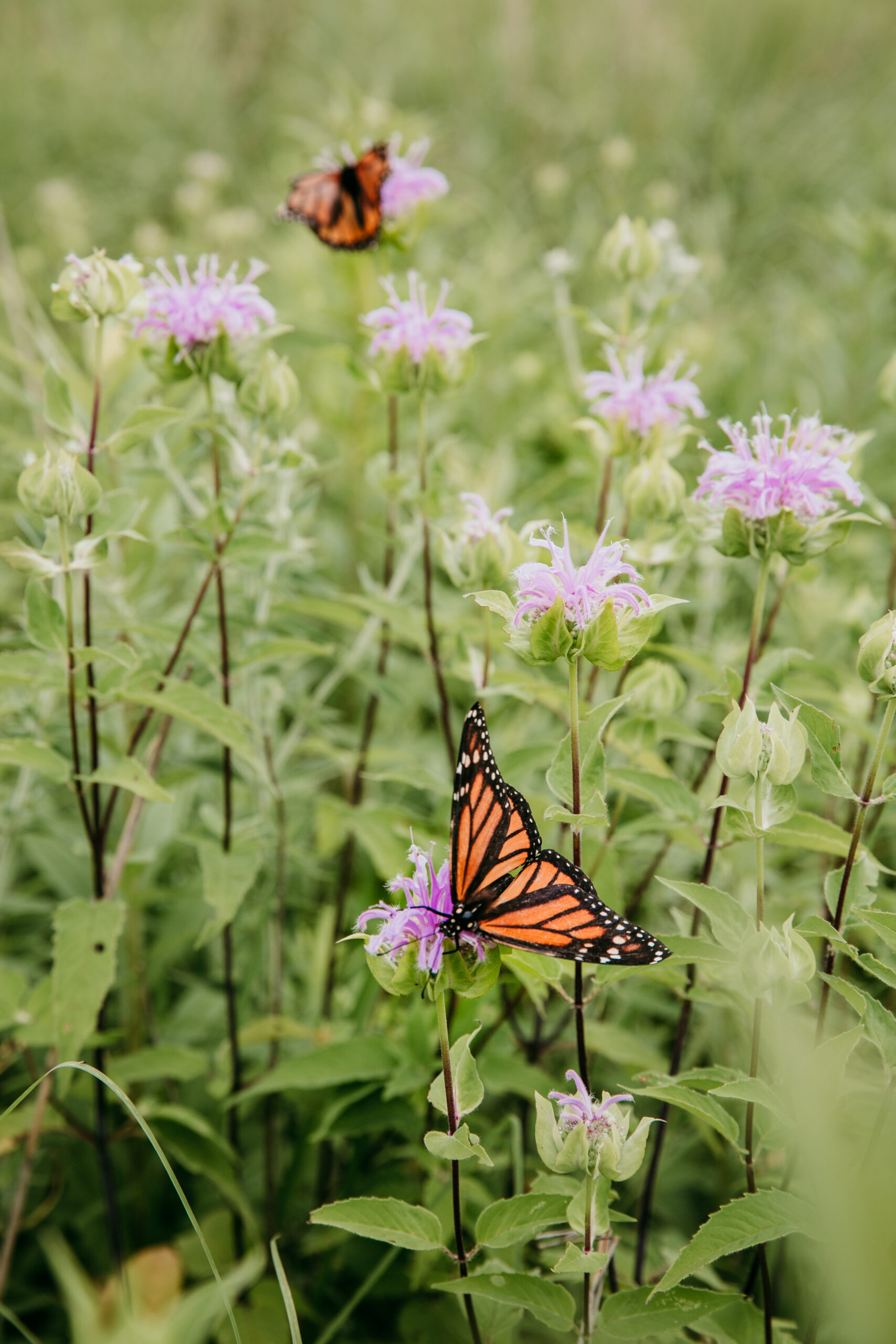 Monarch Butterflies