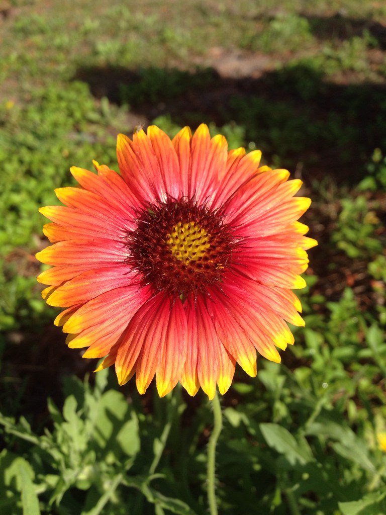 blanket flower