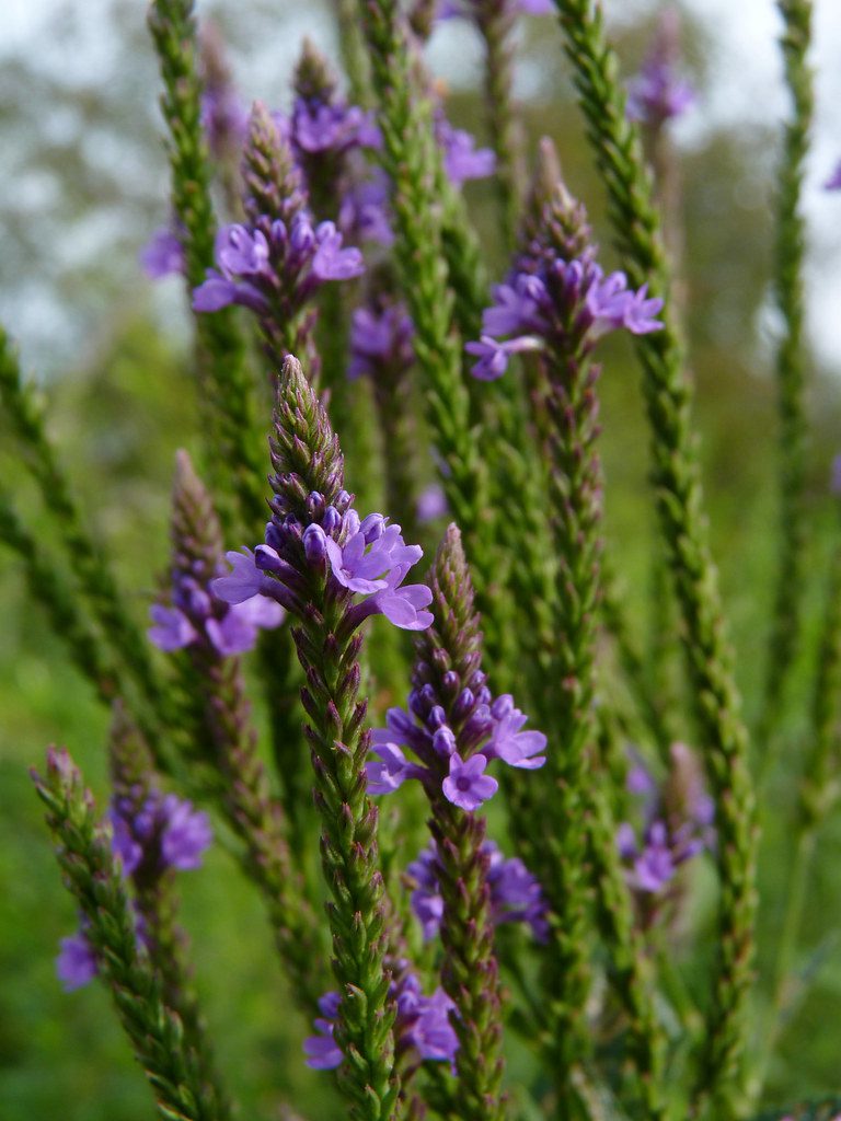 blue vervain