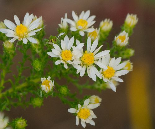 Frost Aster