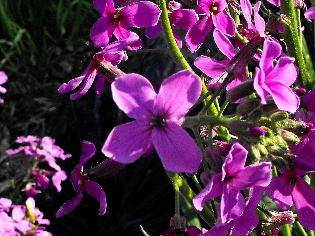 garden phlox