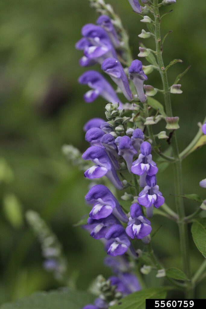 hoary skullcap