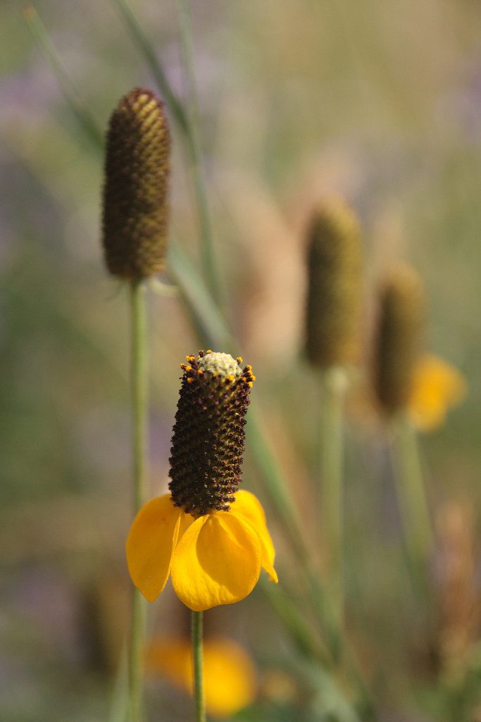Prairie Coneflower