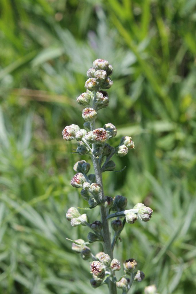 prairie sage