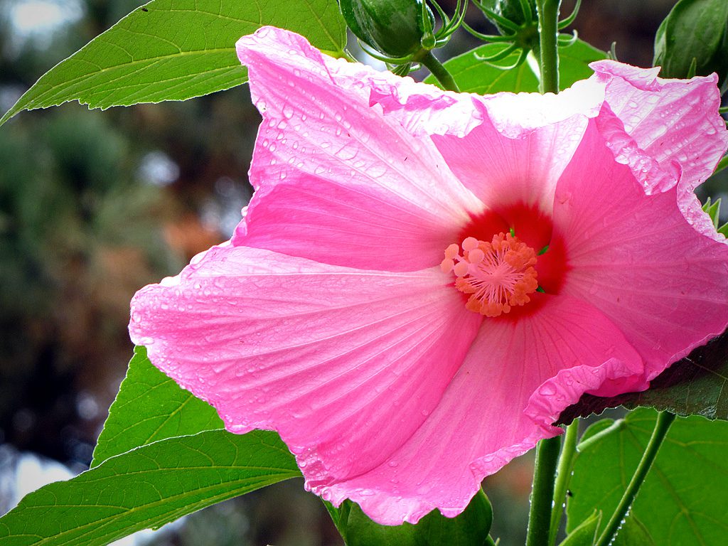 rose mallow