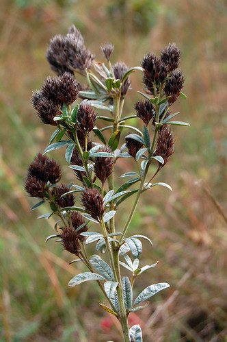 rounded headed bush clover