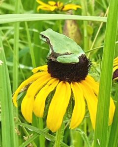 Tree frog on black-eyed susan