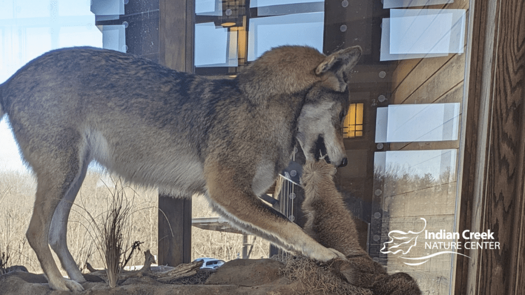 Wolf and Wild Lands Traveling Exhibit