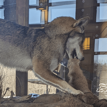 Wolf and Wild Lands Traveling Exhibit