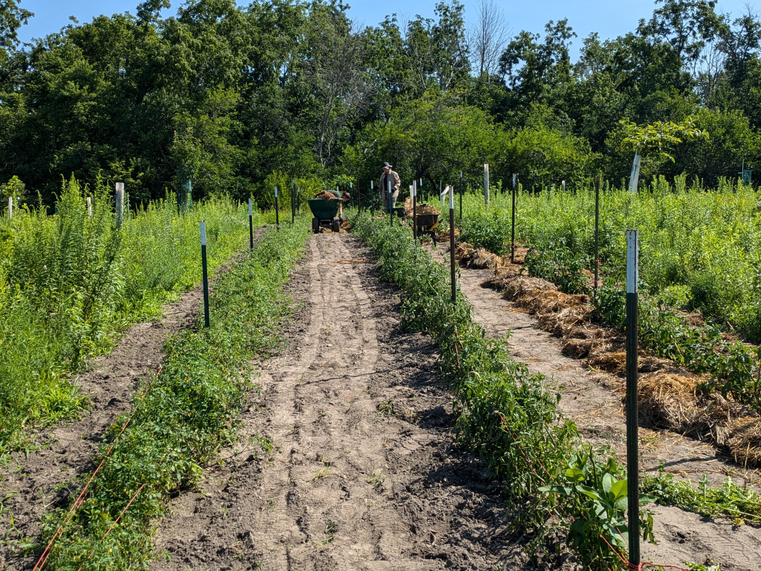 Organic permaculture field