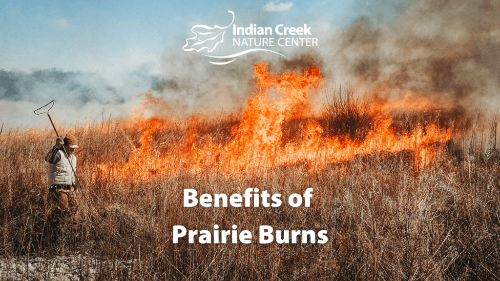 Why Burn A Prairie