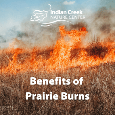 Why Burn A Prairie