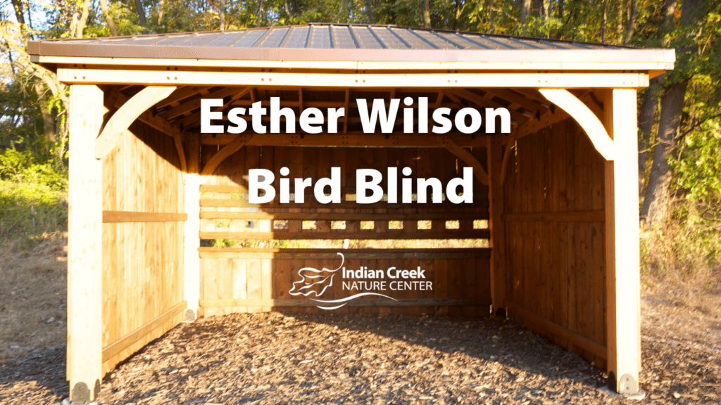 Esther Wilson Bird Blind