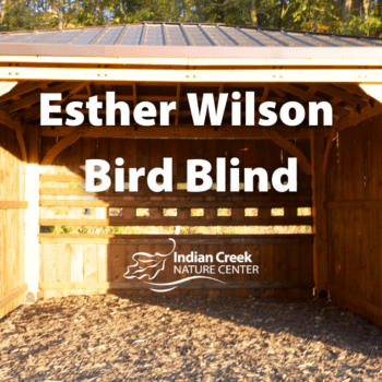 Esther Wilson Bird Blind