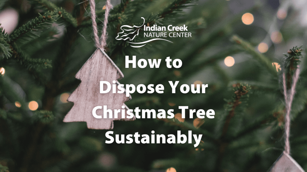 How to Dispose Your Christmas Tree Sustainably