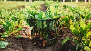 Organic produce harvest