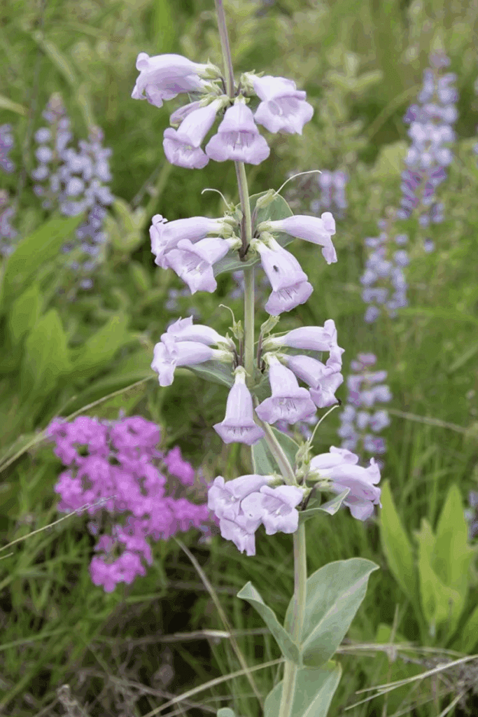 Beardtongue, Large Flower