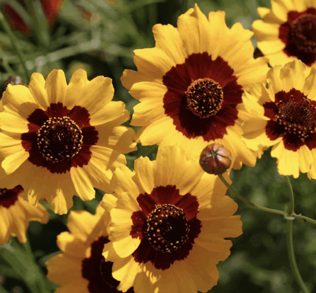 Coreopsis, Plains