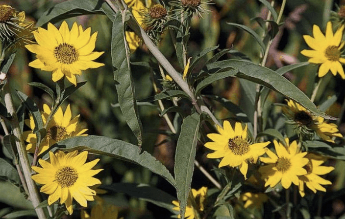 Maximillian Sunflower