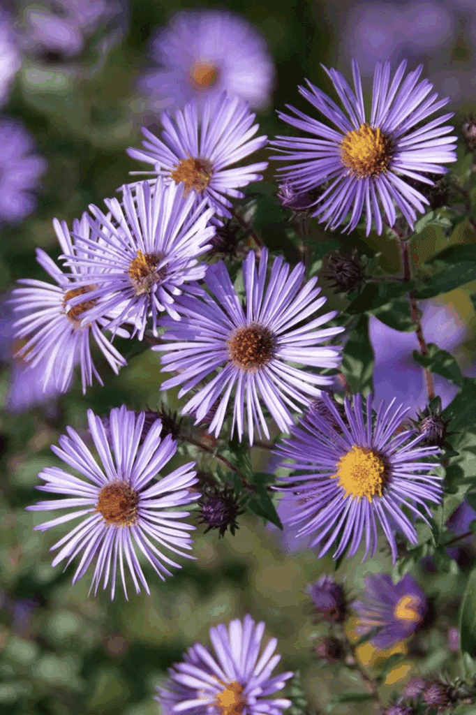 New England Aster
