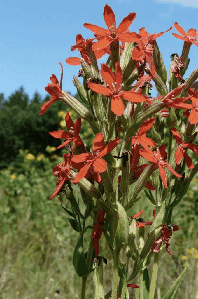 Royal Catchfly