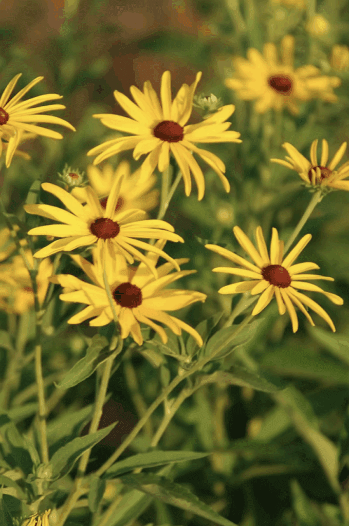 Sweet Black-Eyed Susan