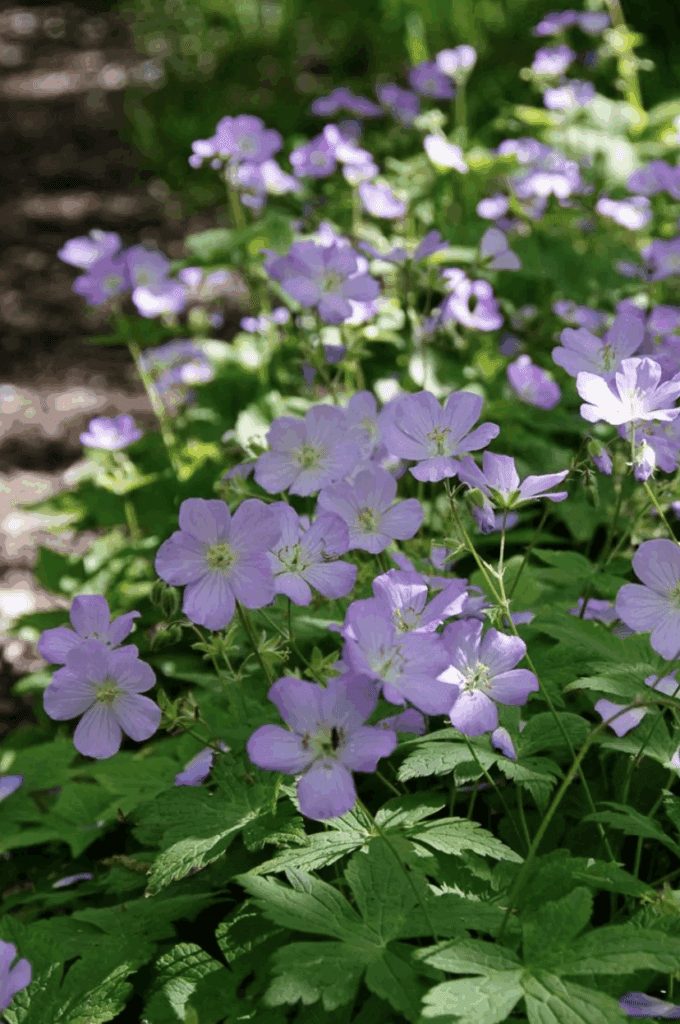 Wild Geranium