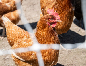 Chicken at Etzel Sugar Grove Farm