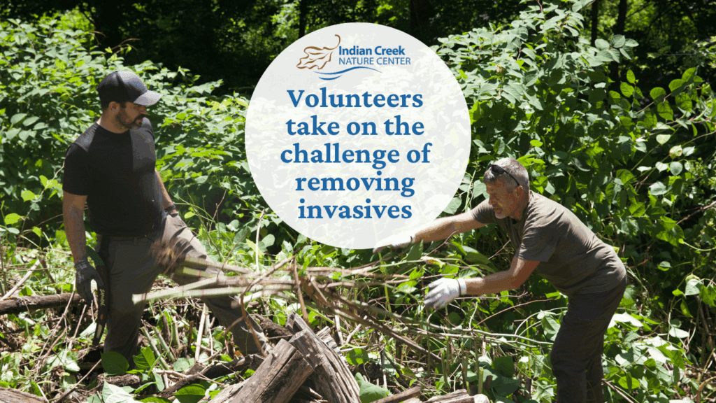 IFF Volunteers Tackle Invasives