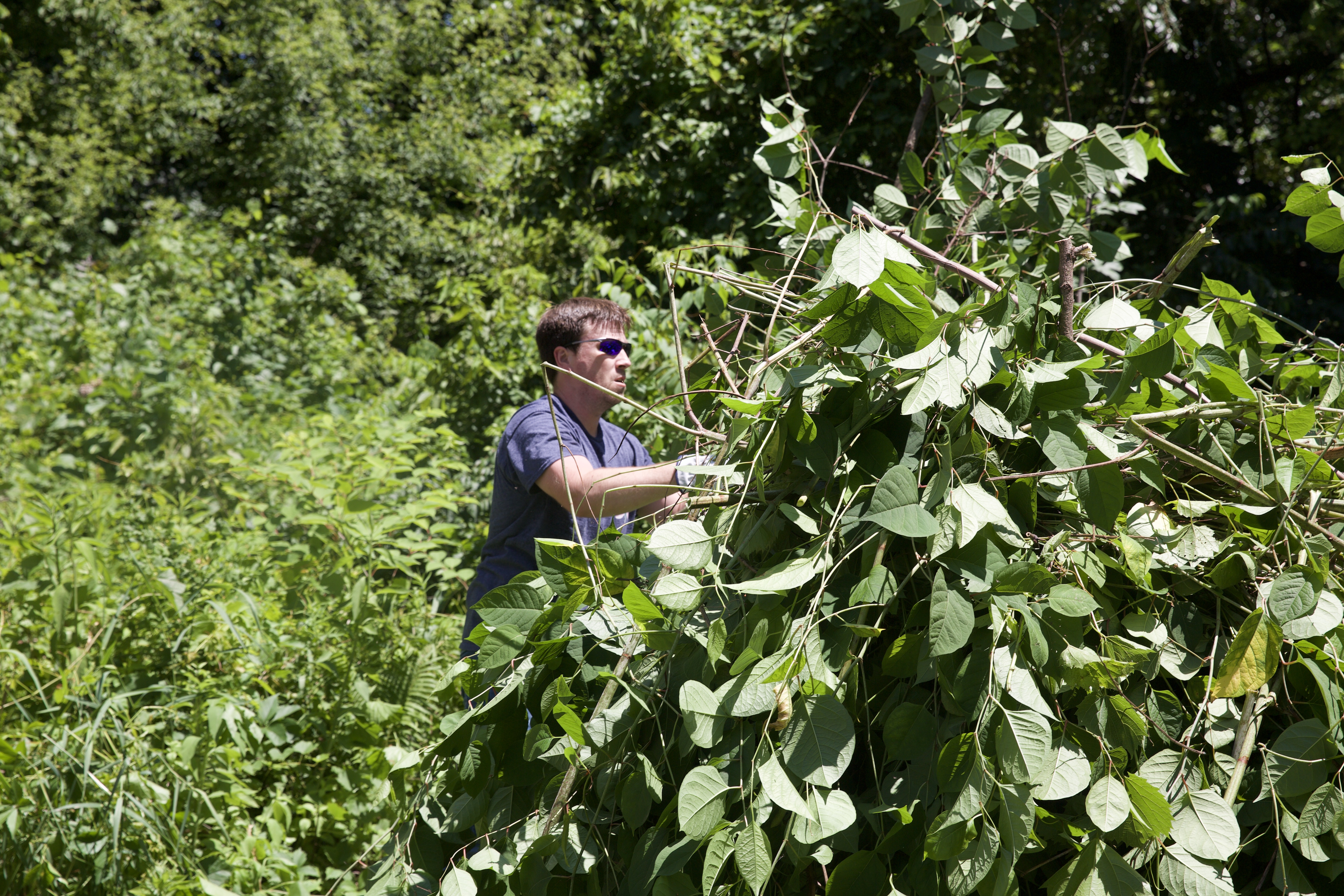 Volunteer stacking removed Japanese knotweed