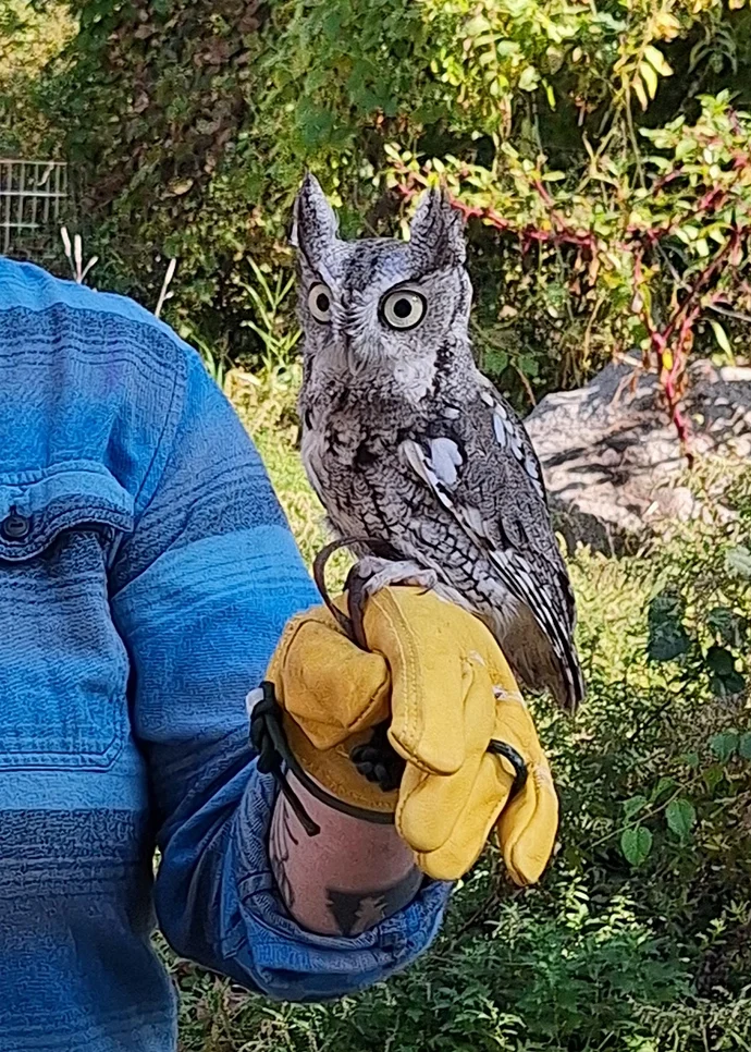 Meeting Live Raptors