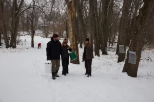 Volunteers tapping maple trees